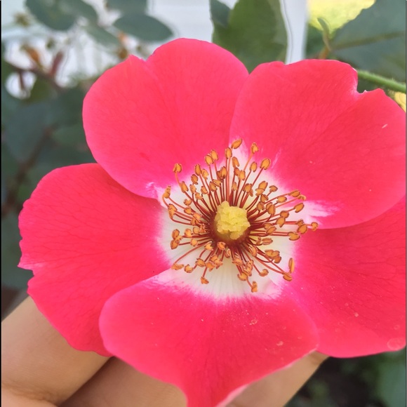 Meet your Posher, Maha - Picture 1 of 1